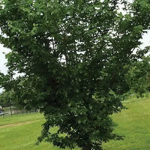 elm prairie expedition potted