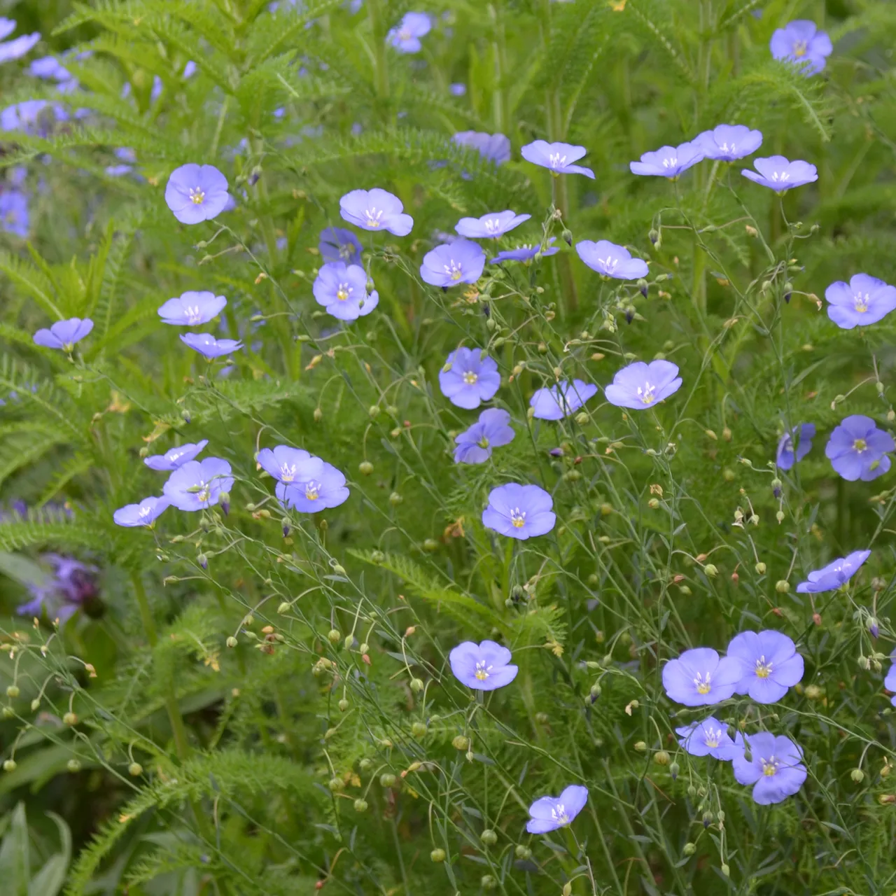 Lewis' Prairie Flax (Linum perenne lewisii)