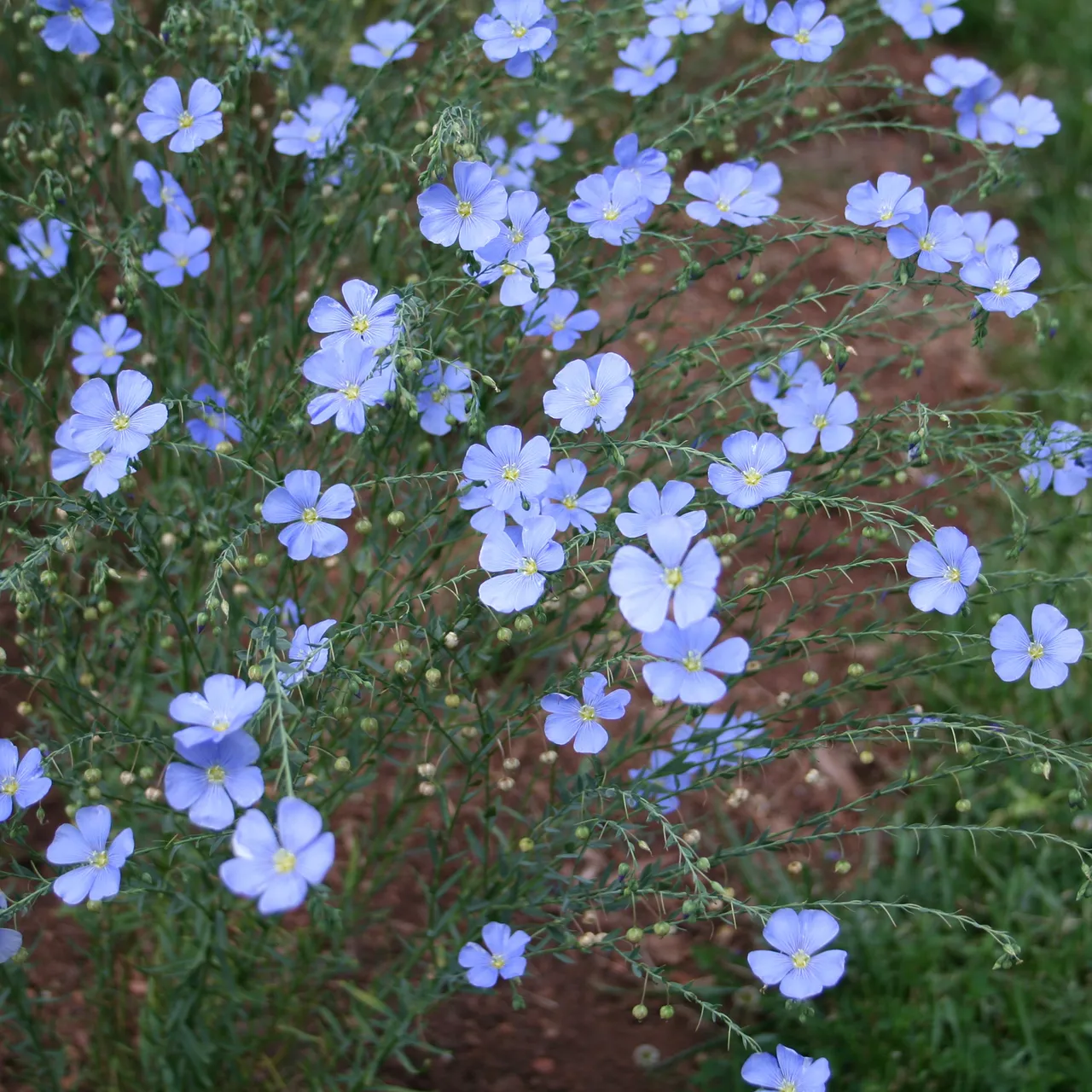 Lewis' Prairie Flax (Linum perenne lewisii)